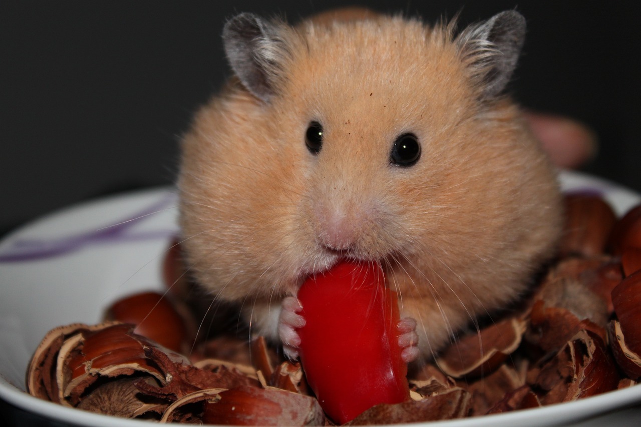 why-do-hamsters-eat-their-babies