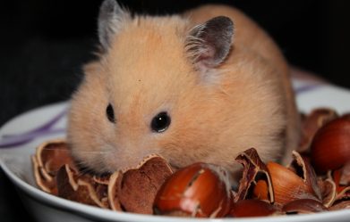 how-to-care-for-a-pet-syrian-hamster