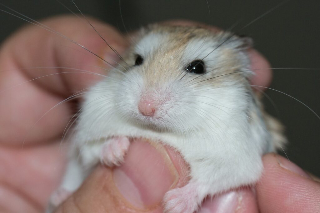 7 Reasons Why Hamsters Make Great Pets