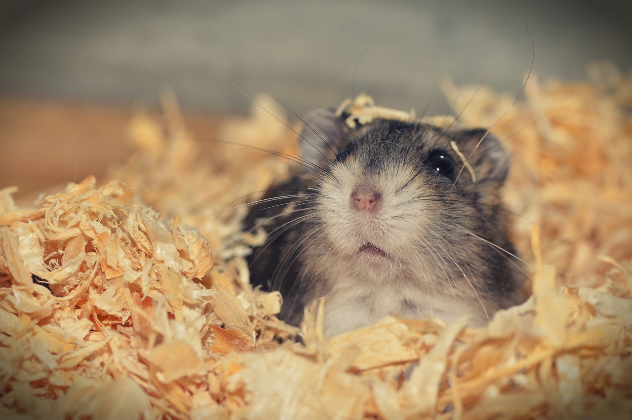 best-hamster-bedding-for-burrowing-odor-allergies