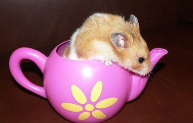 how-to-care-for-a-pet-dwarf-hamster