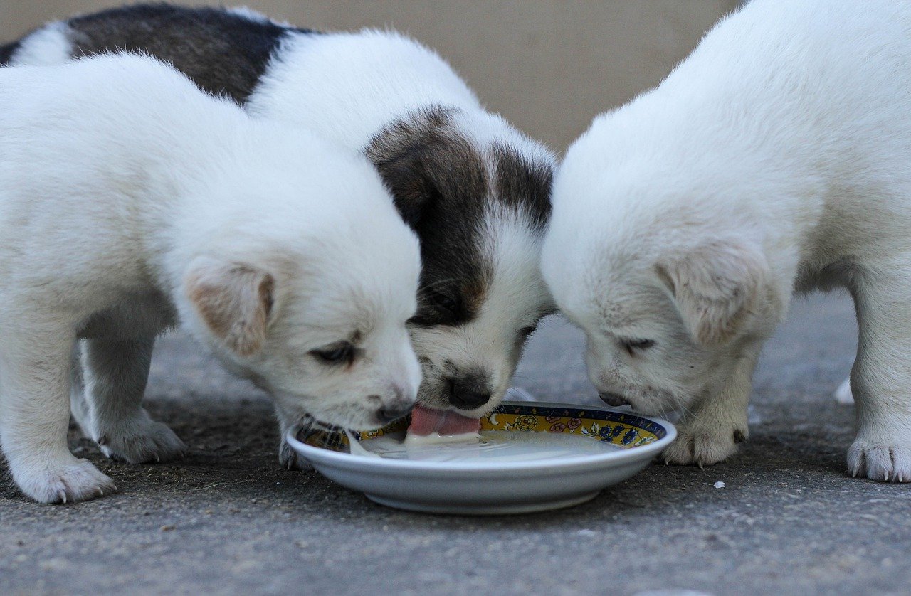 best-organic-puppy-food