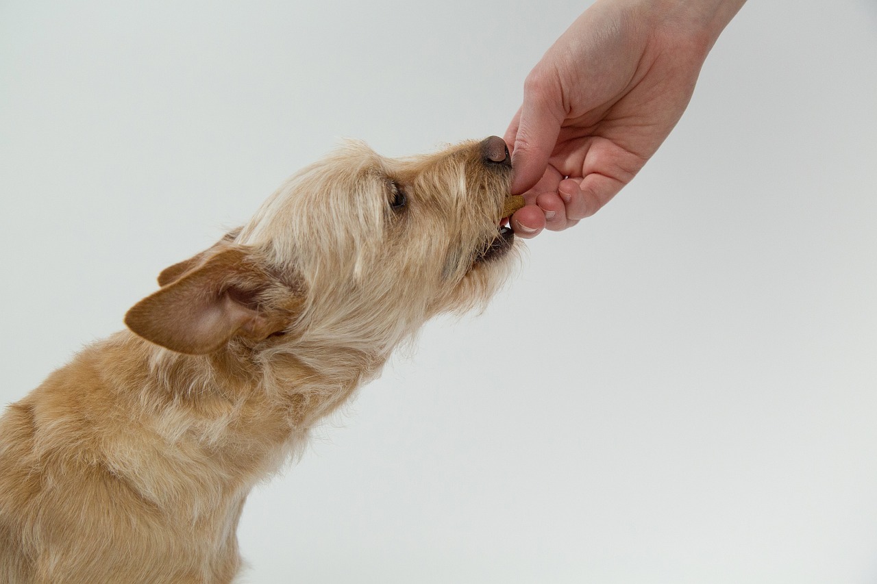 open-farm-vs-orijen-dog-food