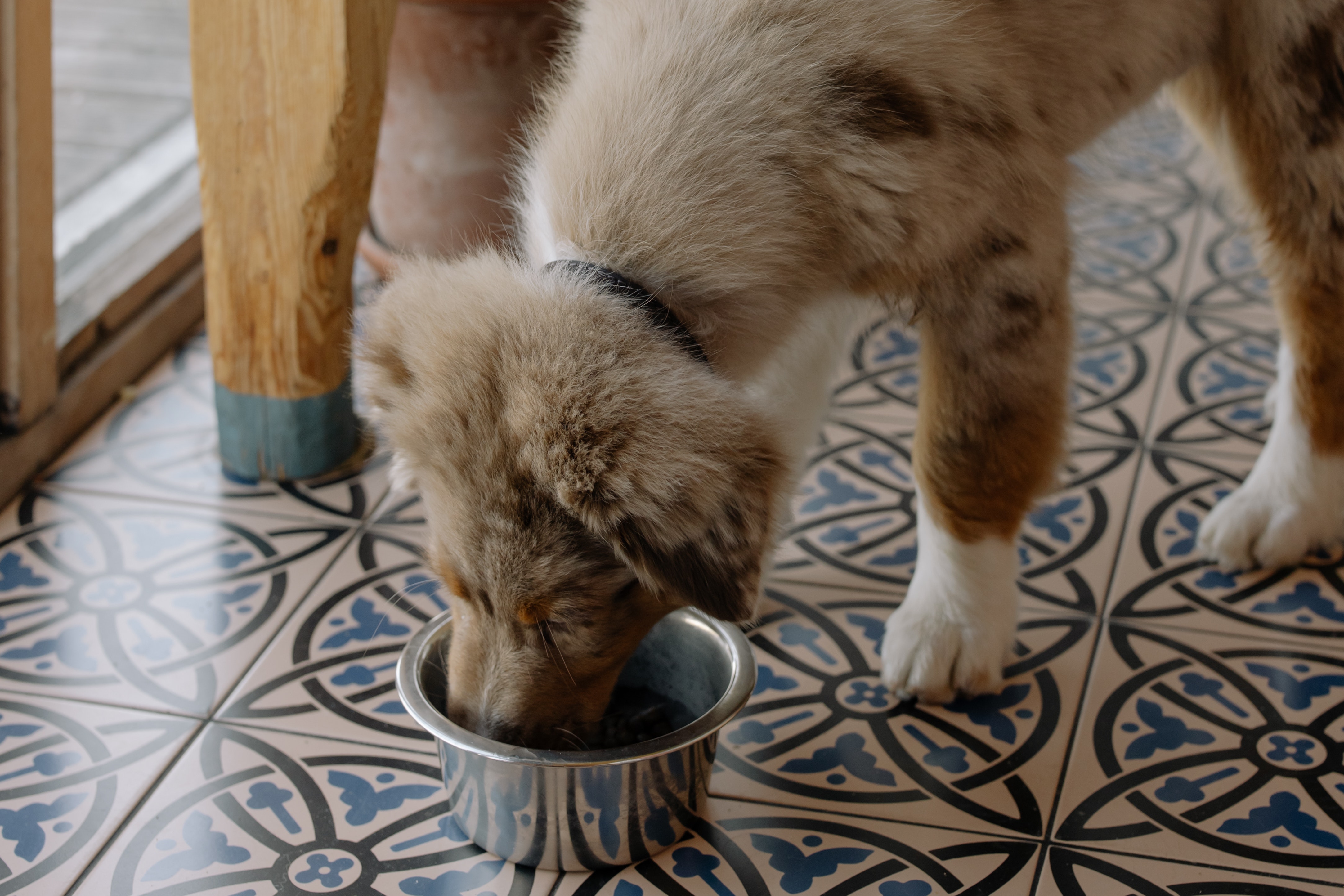 taste-of-the-wild-vs-orijen-dog-food-comparison