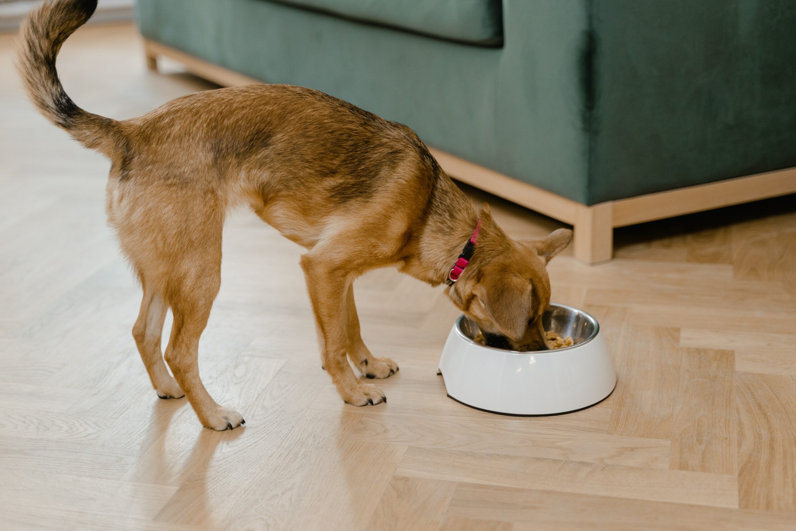 iams-vs-pedigree-dog-food-comparison
